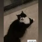 قطط للتبني