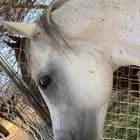 حصان شعبي