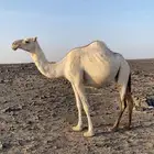 بكاره