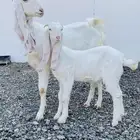 عنز بيضاء برصا معها جفرة