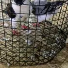 حمام مشكل دم صافي