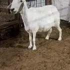 حريه مضرع لها 3 شهور الموقع عنيزه