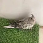 فرخ كروان   تم البيع