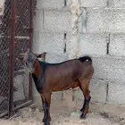 تيس 4شهور