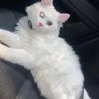 تبني مؤقتت