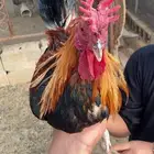 ديك عربي ابو تاج