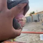 مهره شعبيه للبيع