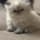 بيكي فيس قزمة شعر كثيف للبيع