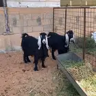 معزا عوارض وحده دافع ب توم لها شهرين والثانيه مقرعه