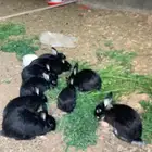 ارانب نذر لاند دم صافي