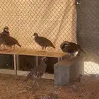 خجل وقطا وسمان