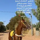 حصان شعبي شيخ