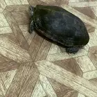للبيع سلحفاء الحجم كبيره