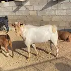 تيس فحل السن رباع على السوم