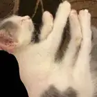 قطة للتبني