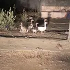 يوجد لدي بط للبيع
