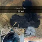 حمام زينه وبلدي