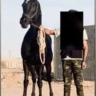 خيل