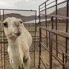 قعود كفو اللبيع