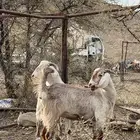 معزا للبيع