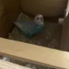 البيع جوز طيور حب منتج