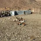 دجاج بلدي