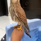 شبوط وحش للبيع