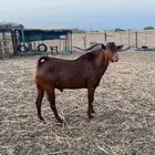 تيس فحل ادهم بلدي كايف