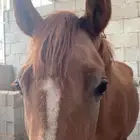 مهر للبيع
