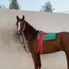 حصان واهو فرنسي