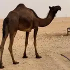 بكر مجهم طيبه