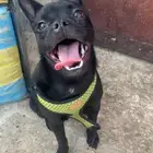 كلب فرنش هجين مع بوميرانيان