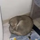 قطط