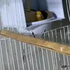 جوز كناري منتج على بيض سعر 400