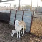 شاه مع ولدها