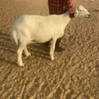 شاه. حريه حايل