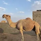 بعير للبيع