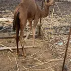 قعود للبيع