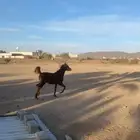 مهر شعبي