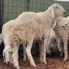 للبيع فحل حري صنف