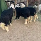 طليان نجد