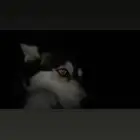 كلب هاسكي للتبني برسوم عمره سنه وهادي جدا ياكل دراي فود