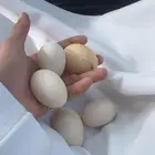 دجاج بياض