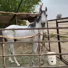 خيل
