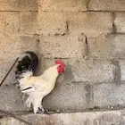 دجاج  براهما للبيع