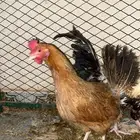 للبيع دجاجه وديك