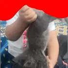 قط ذكر شيرازي تبني