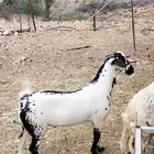 أفلح من ذكر الله