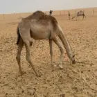 بكره مفروده تحقق