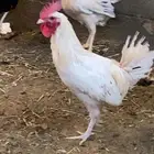 ديك ابيض صك